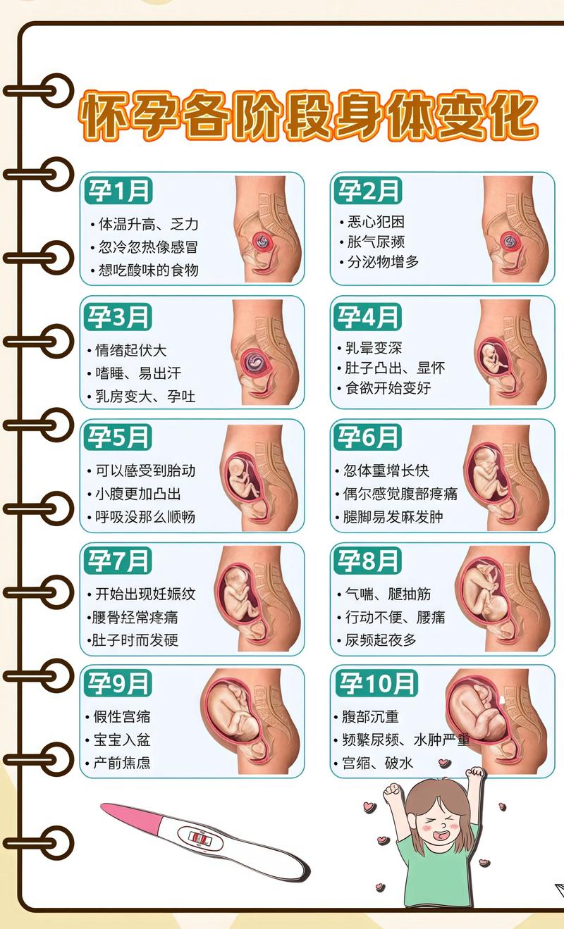 揭秘供卵代孕妈妈怀孕小腹分两节，孕期变化的奥秘新余代生机构: